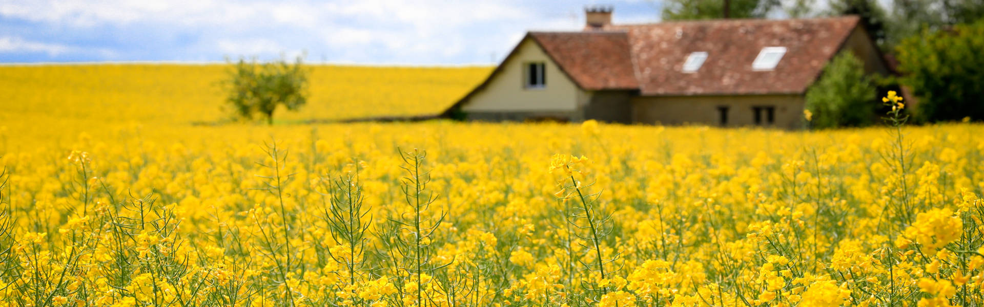 Flowers and barn